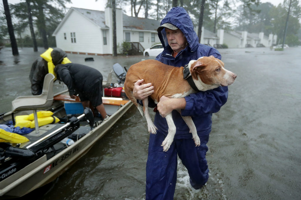 Preparing for a Hurricane with Your Pet - The Savvy Sitter