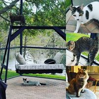 Image of cats indoors and outdoors.
Savanna Westwood - Owner at The Savvy Sitter in Winter Garden Florida