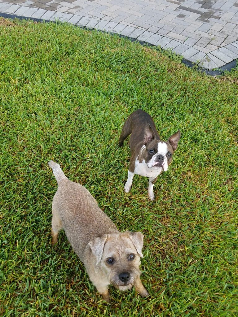 Image of two dogs, Bubba and Winston.
Savanna Westwood - Owner at The Savvy Sitter in Winter Garden Florida