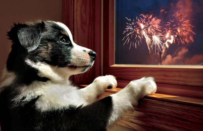 Image: dog watching fireworks through window.