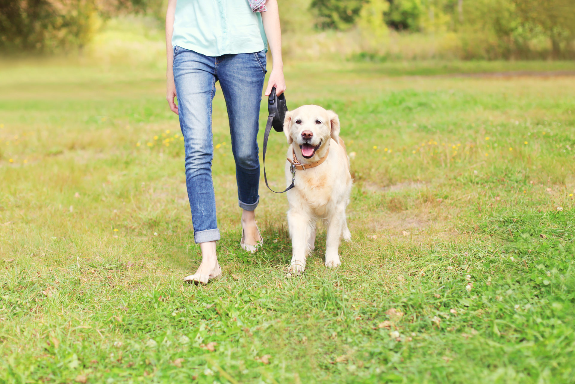 overnight-stay-pet-sitting-the-savvy-sitter