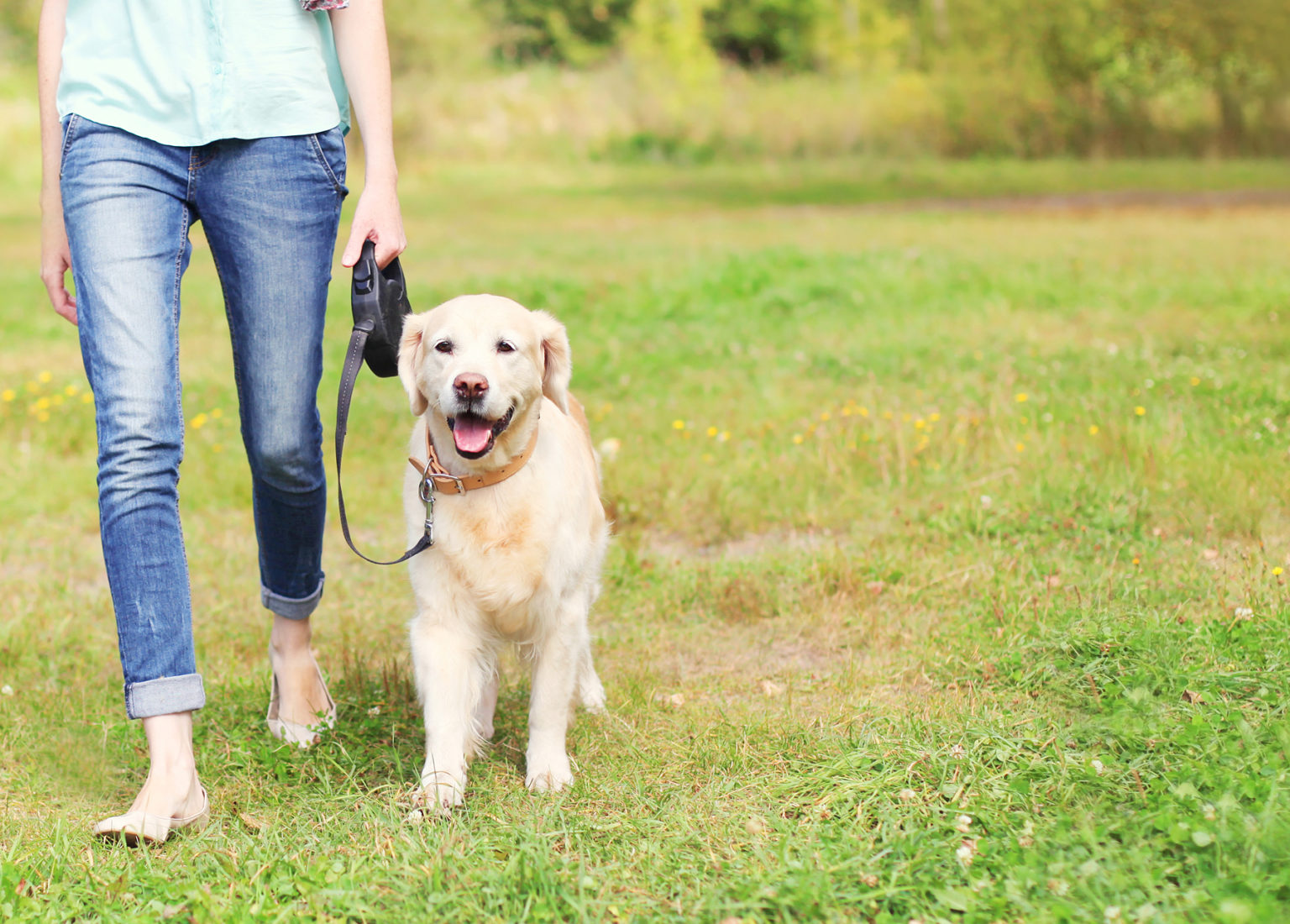 Windermere, FL Pet Sitter and Dog Walker Near Me The Savvy Sitter