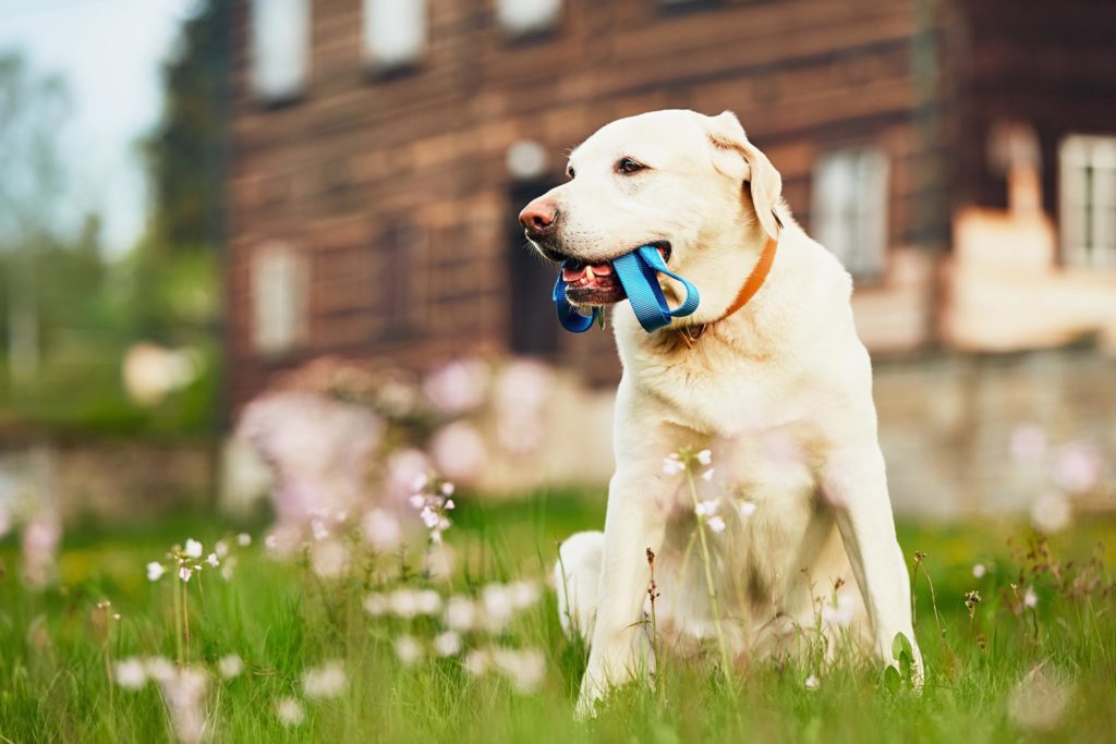 Settling a dog into a hot sale new home