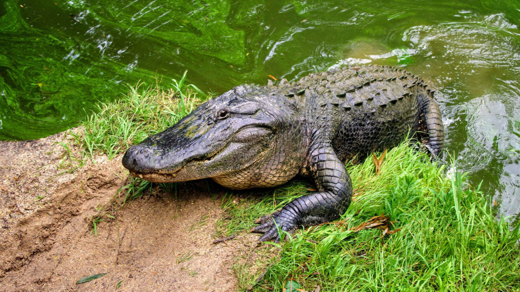 Alligators and Crocodiles in Florida
