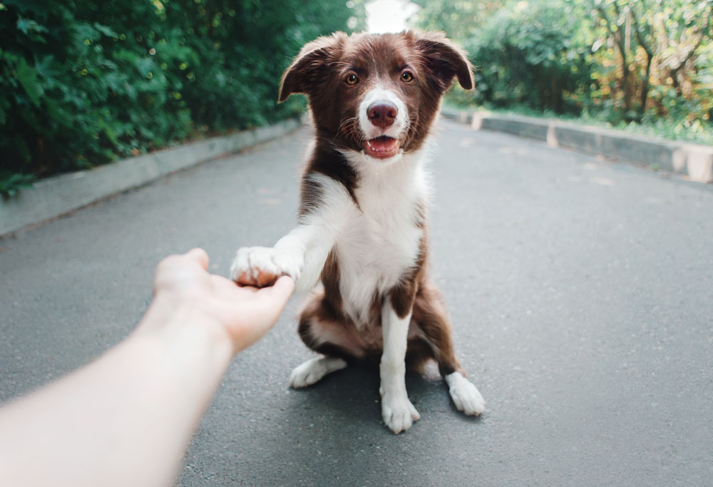 how do you greet a dog