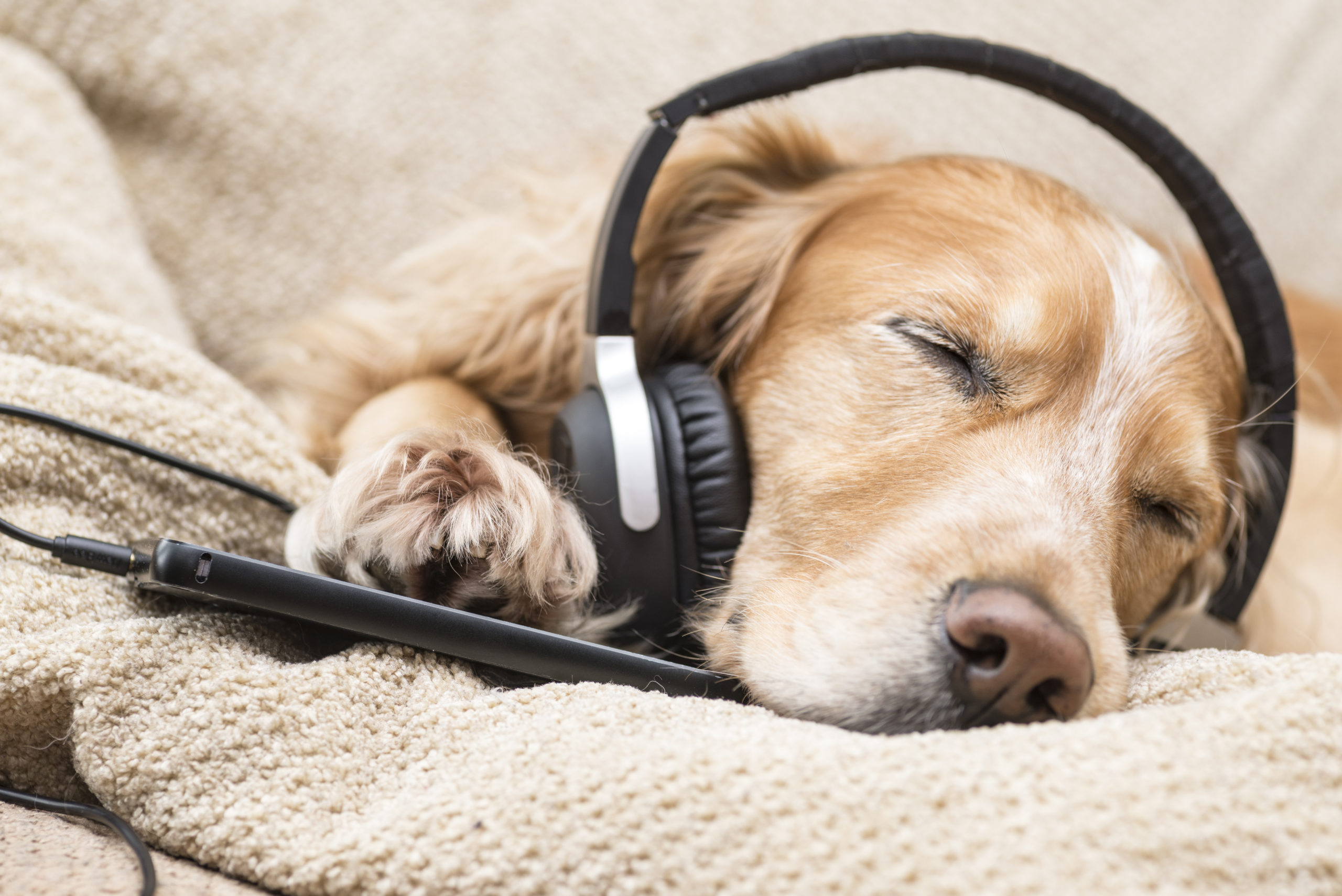 Music to make 2024 dogs fall asleep