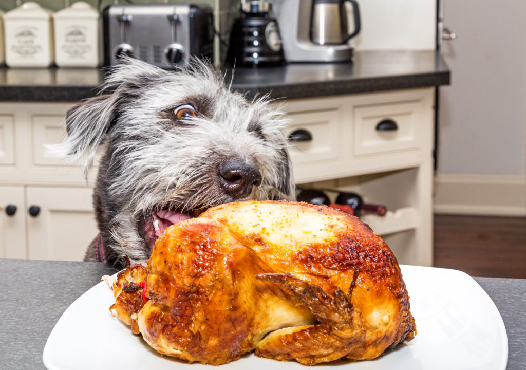 are turkey legs bad for dogs