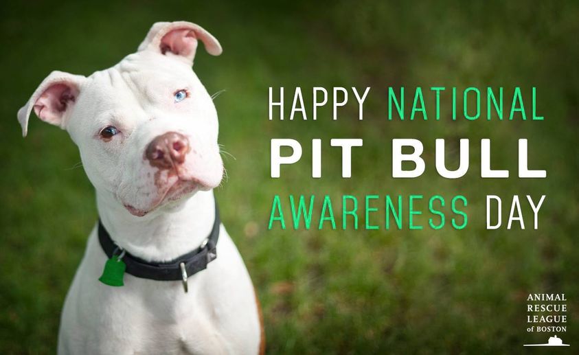 National Pit Bull Awareness Day The Savvy Sitter