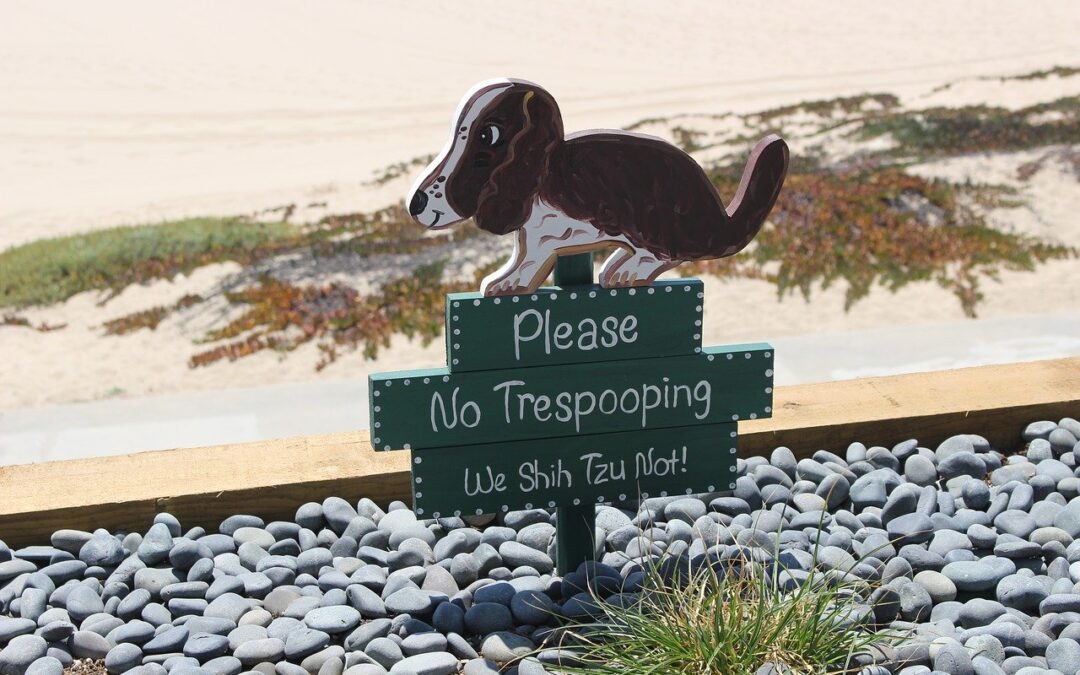 will a dog poop out a rock