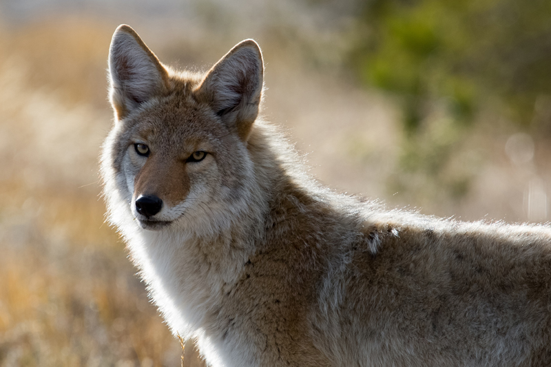 a dog that looks like a coyote