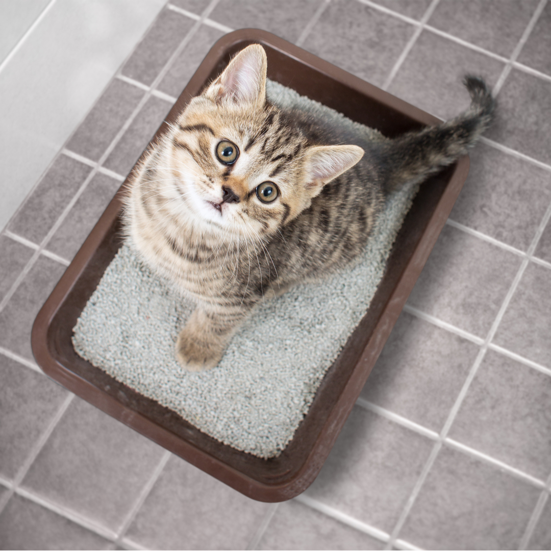 Cat dementia hotsell litter box