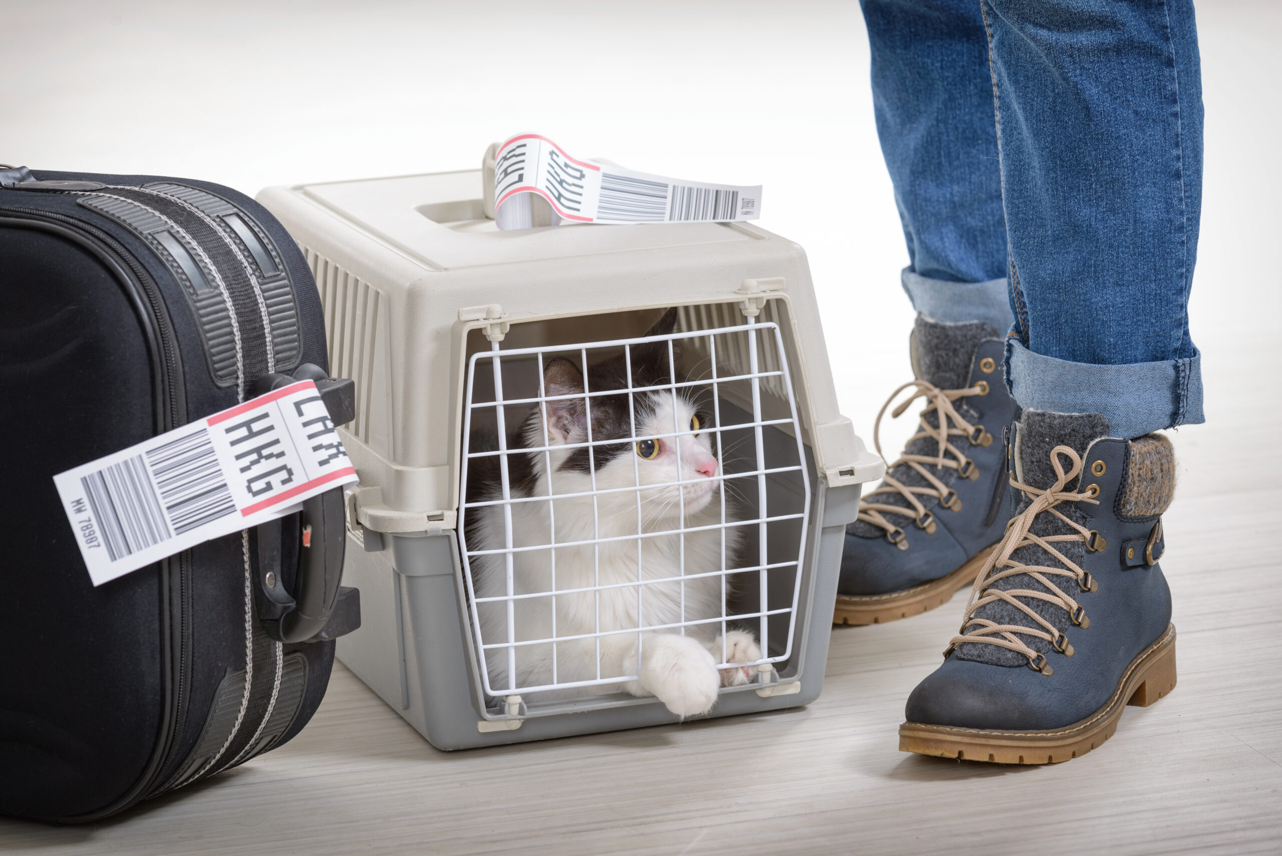 How to Transport Your Pet to Another Country or State The Savvy Sitter