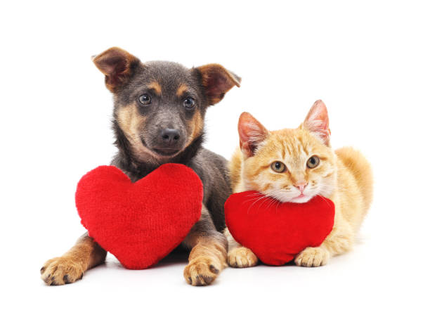 valentines day pet pics