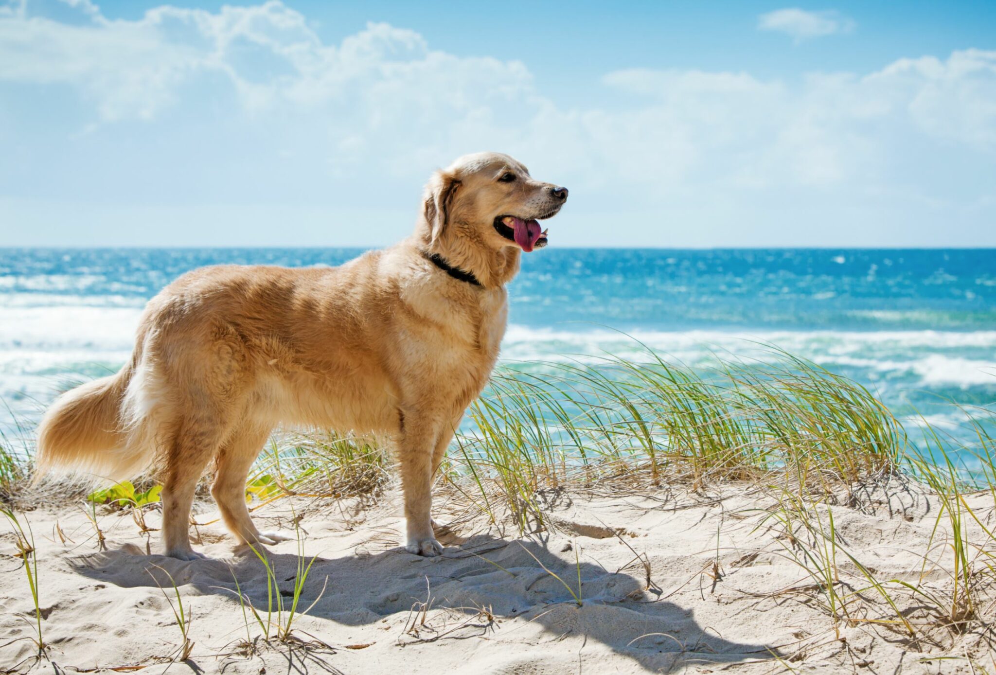 best-pet-friendly-southern-vacation-areas-the-savvy-sitter