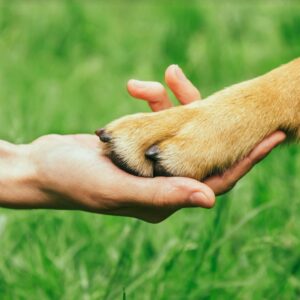 Pet owner and pet paw to hand bond