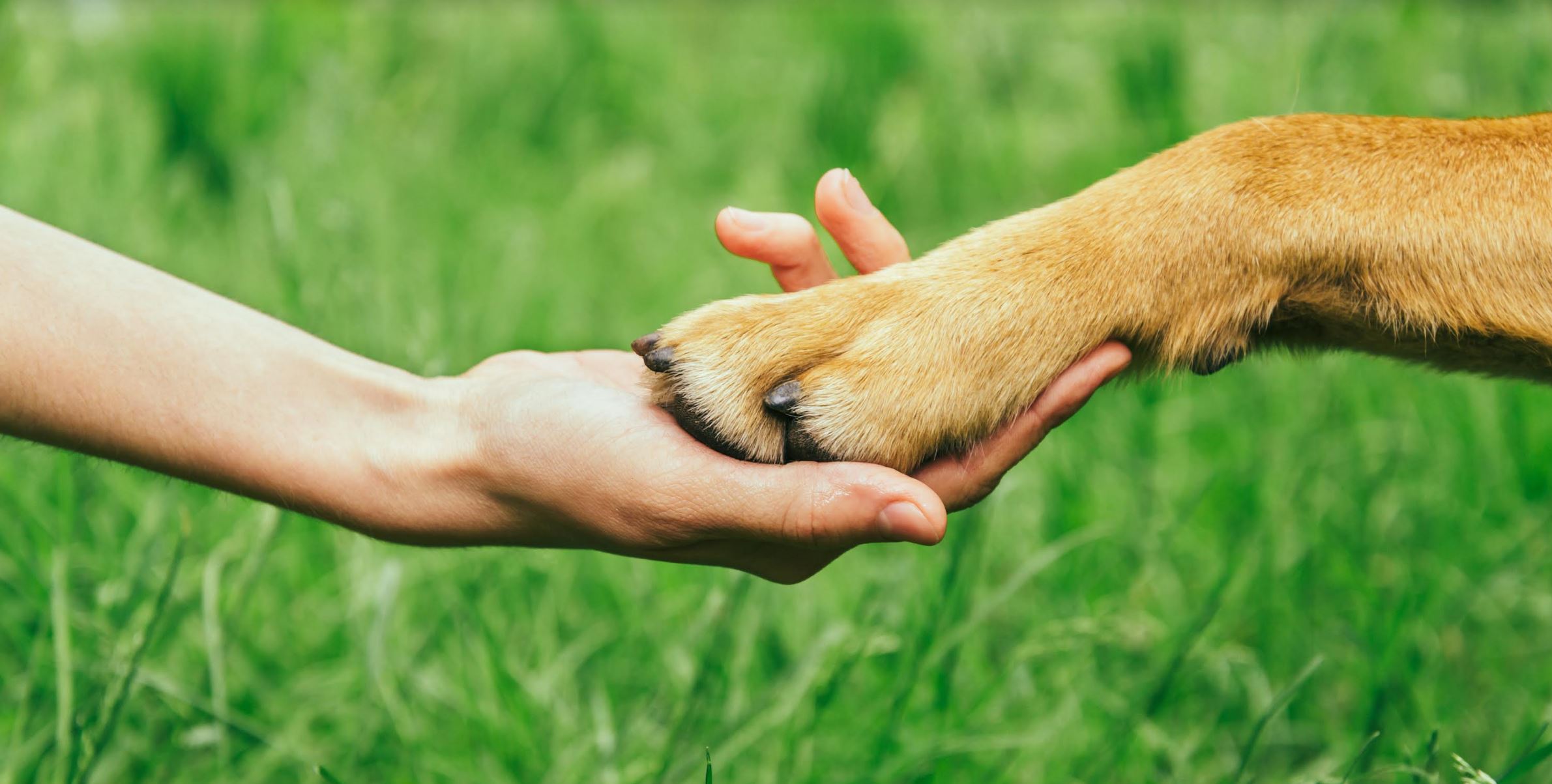 Pet owner and pet paw to hand bond