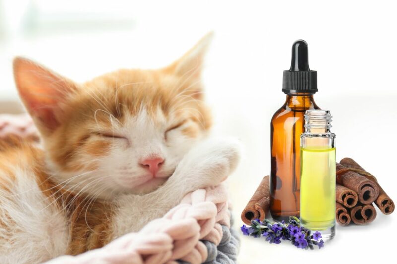 Pet Safe Essential Oils The Savvy Sitter