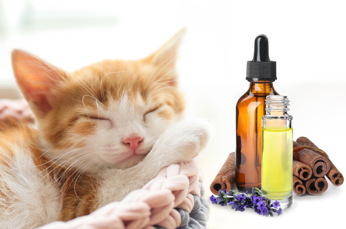 Pet Safe Essential Oils - The Savvy Sitter