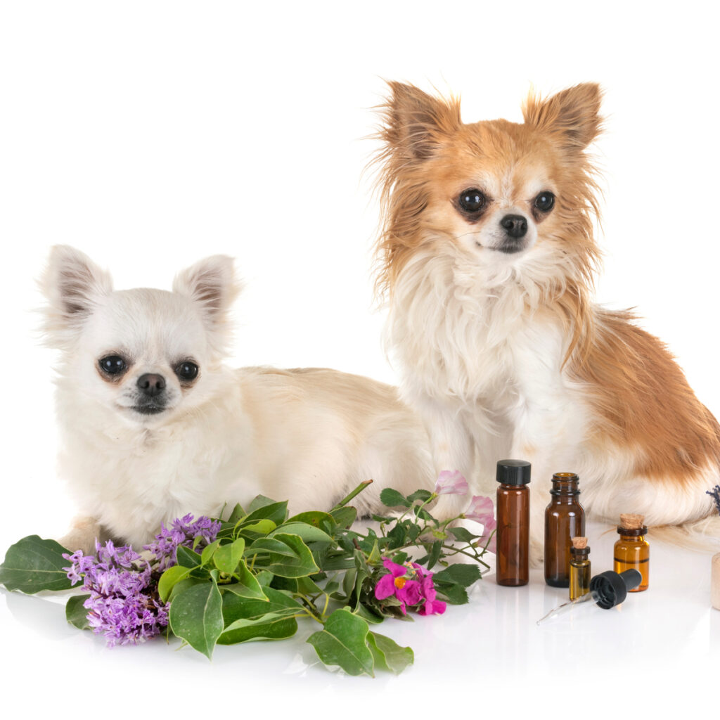 a list of essential oils that are bad for dogs