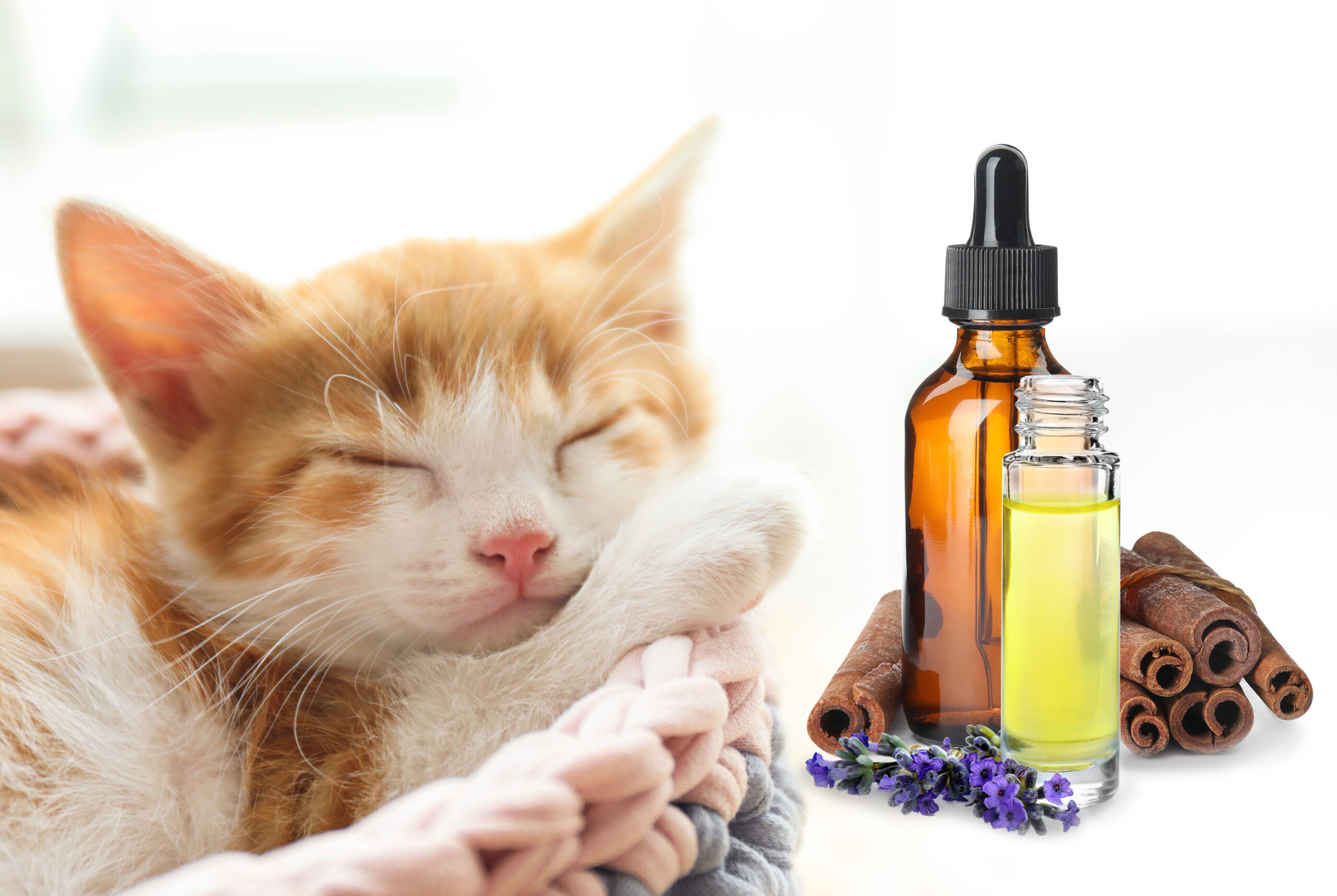 pet-safe-essential-oils-the-savvy-sitter