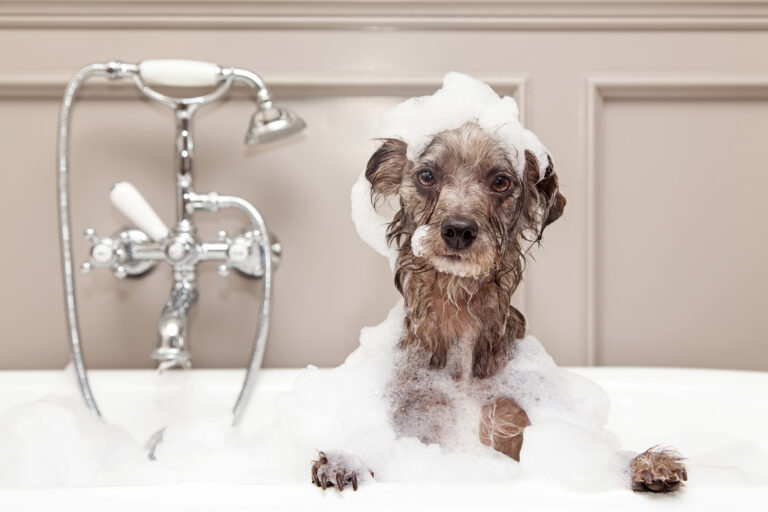 Guide To Pet Washing and Cleanliness The Savvy Sitter