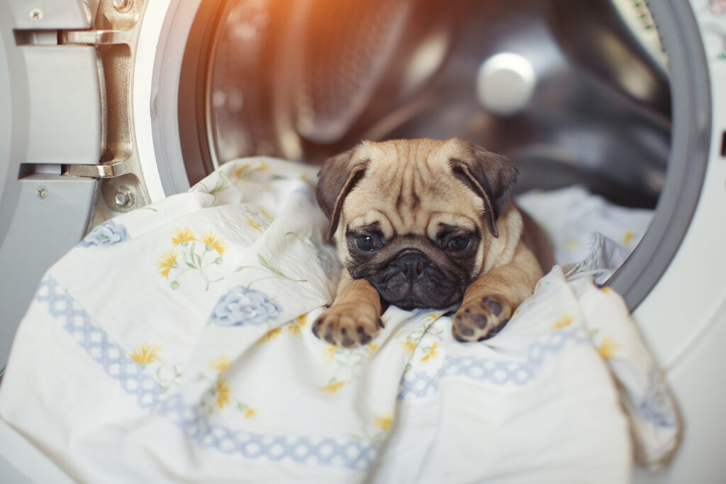 Guide To Pet Washing and Cleanliness The Savvy Sitter