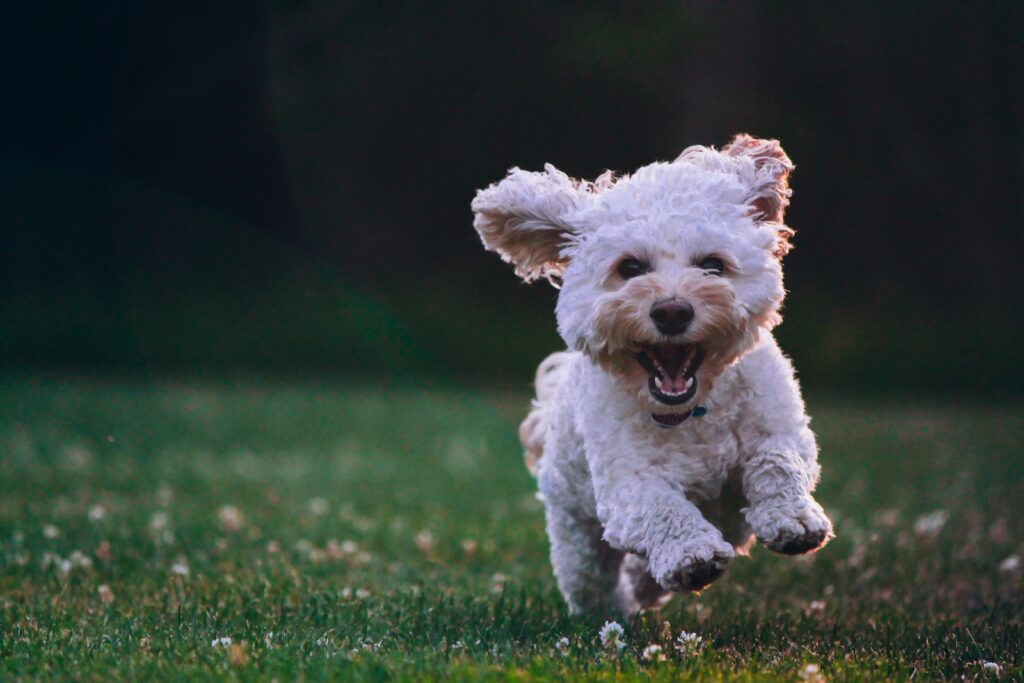 Active puppy