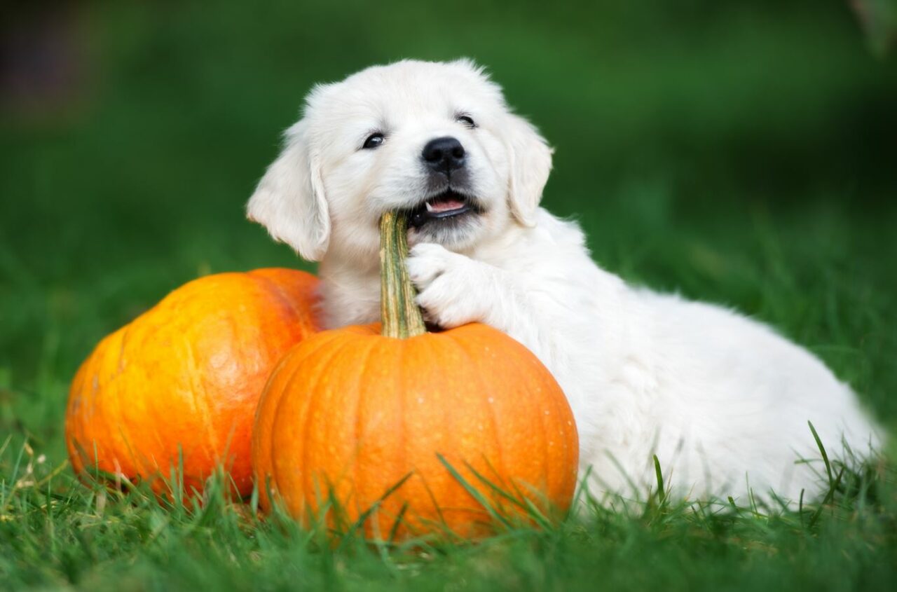 How Pumpkins Provide Health Benefits For Pets - The Savvy Sitter