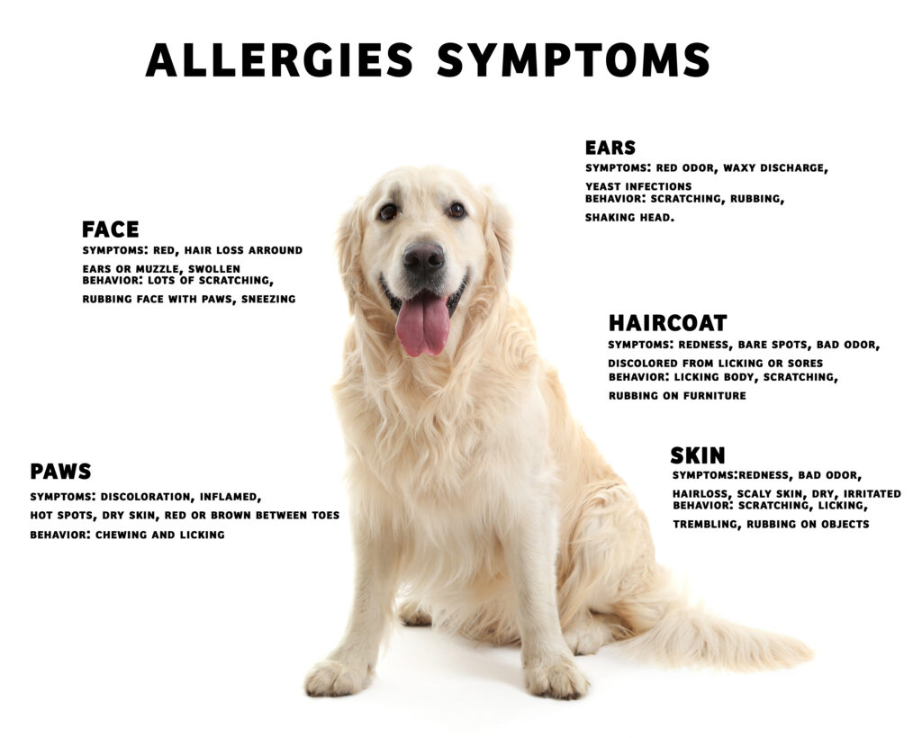 dog dander allergy rash