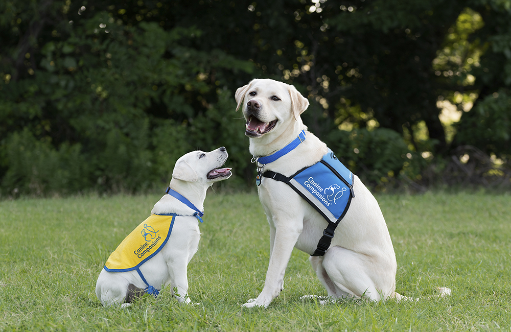 Service dog training 2024 facilities near me