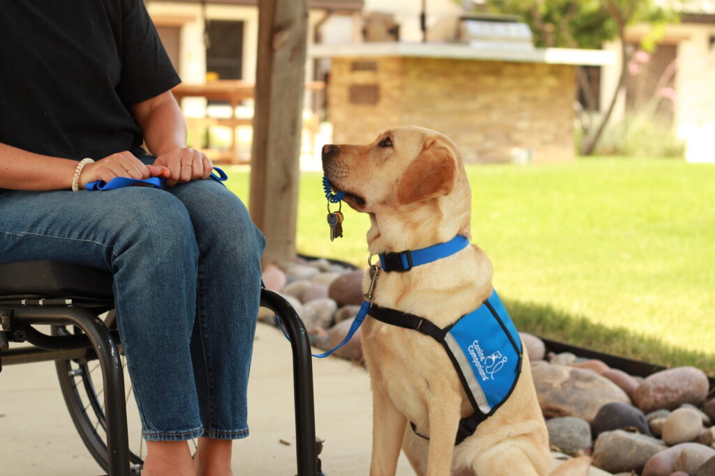 Service dog helping owner