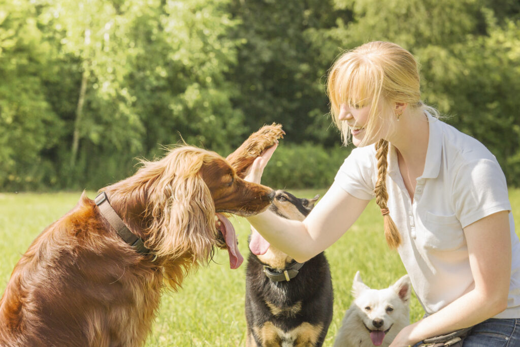 How To Find A Dog Trainer - The Savvy Sitter