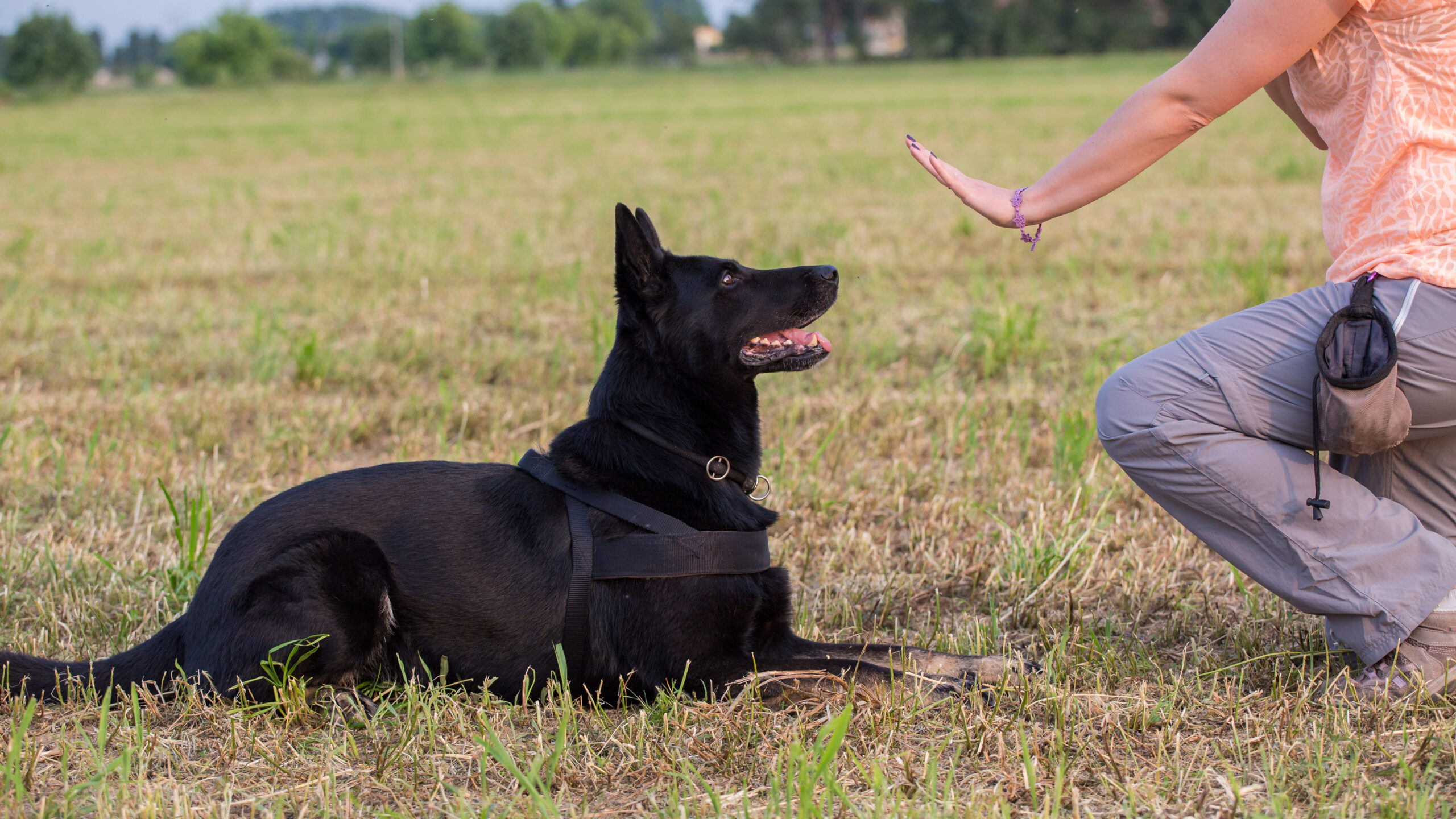 Find a dog sales trainer