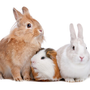 Two rabbits and a guinea pig