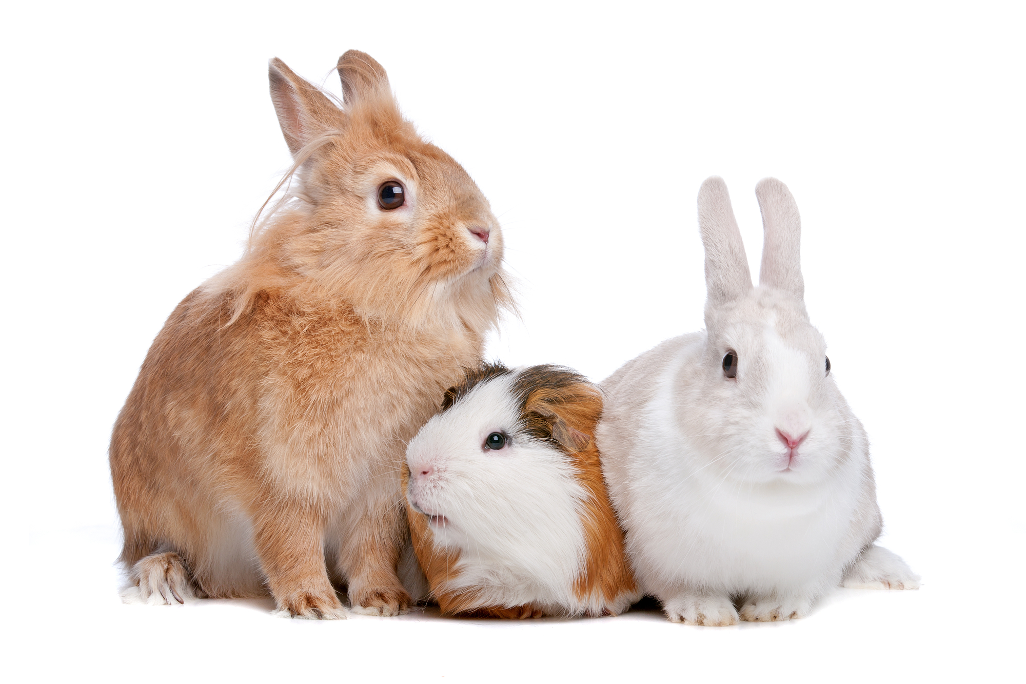 Guinea pig or store rabbit for pet