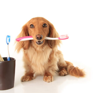 Dog holding a toothbrush in its mouth.
