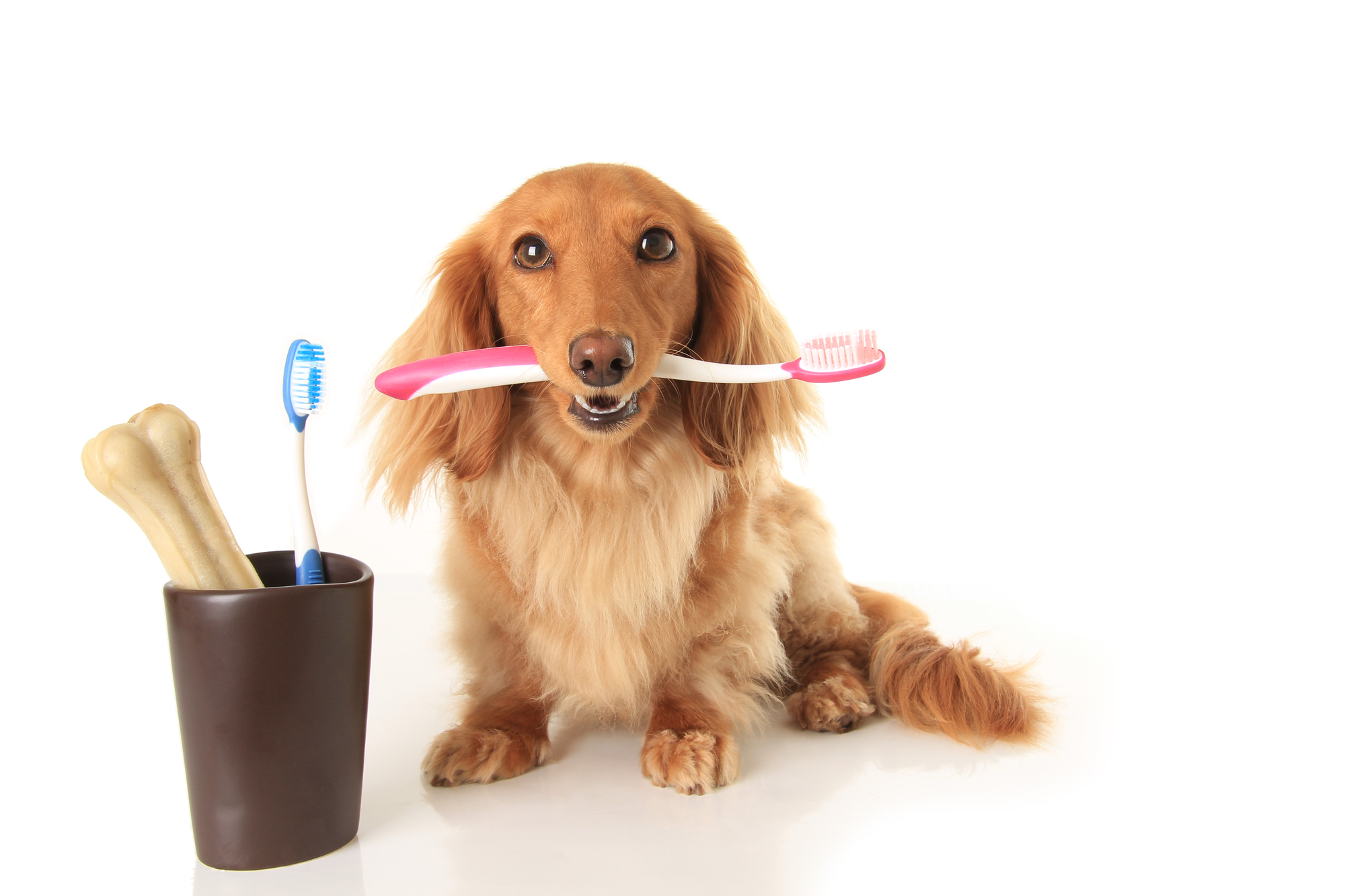 Dog holding a toothbrush in its mouth.