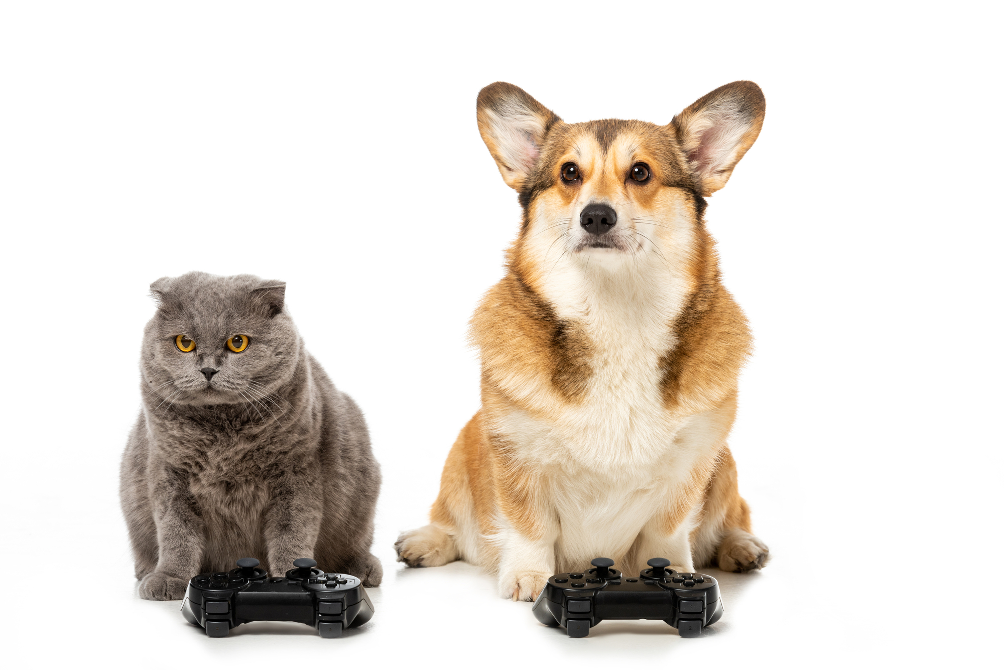 Dog and Cat playing Video Game