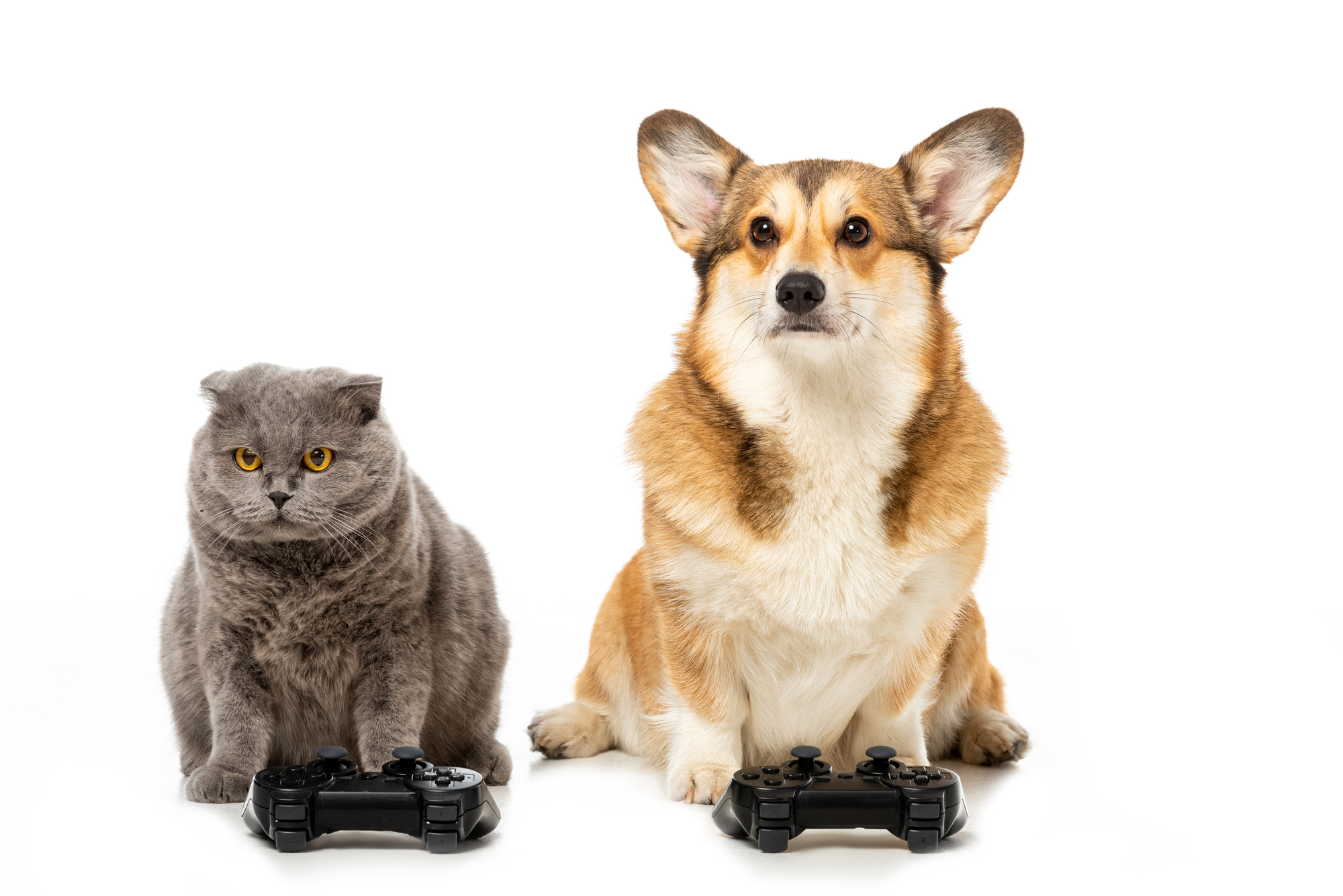 How To Choose Games For Dogs - The Savvy Sitter