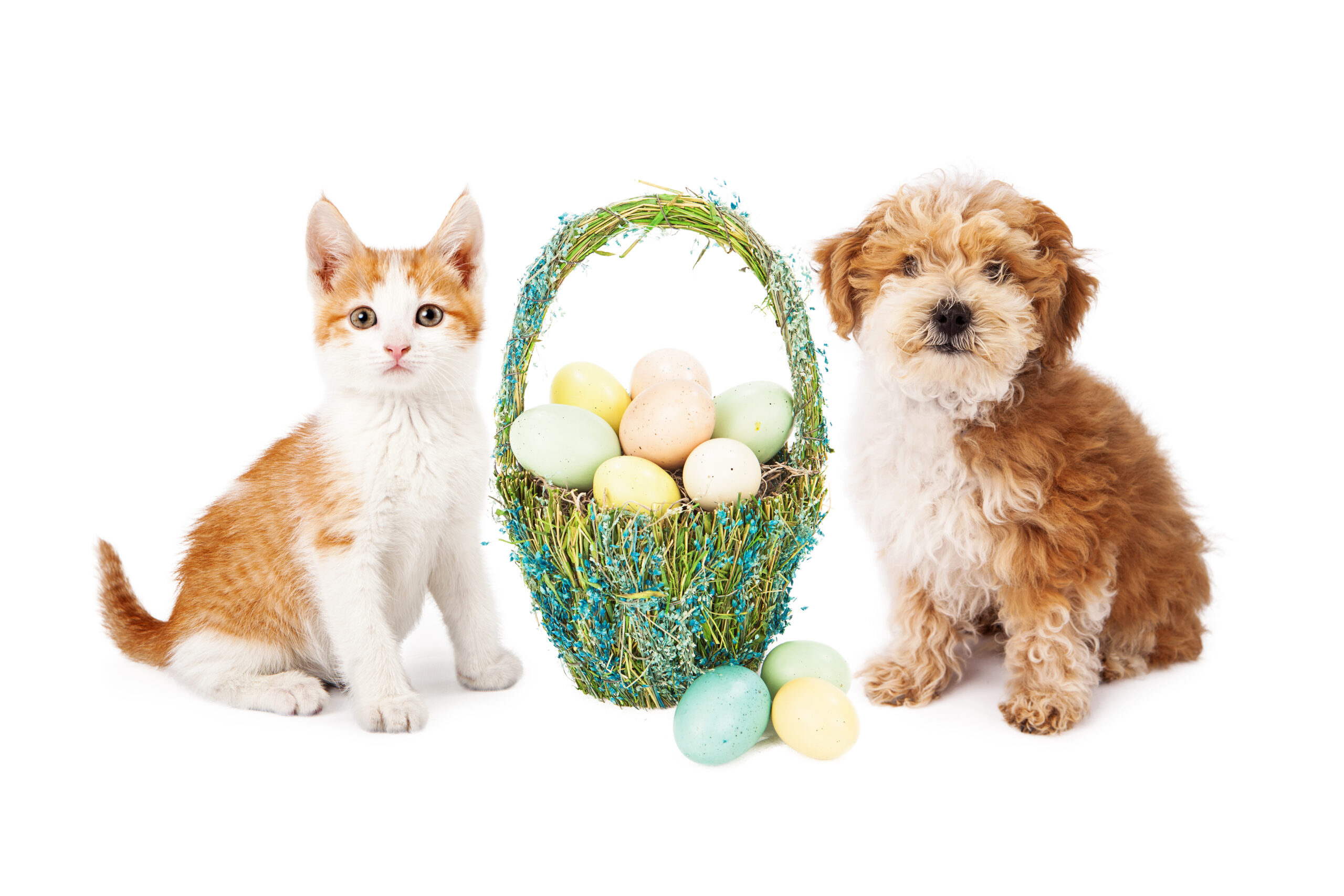 How to Keep Pets Safe on Easter + Giving Pets as Easter Gifts - The