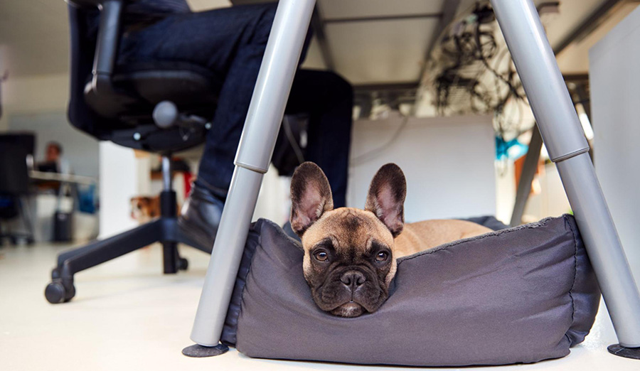 Small brown dog is laying down under the chair of an office worker.