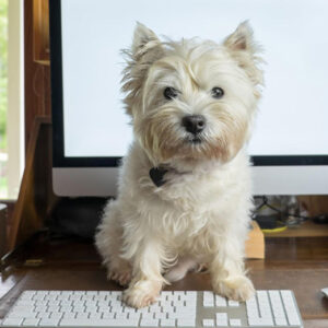 Cute white dog standing on a computer keyboard at the office