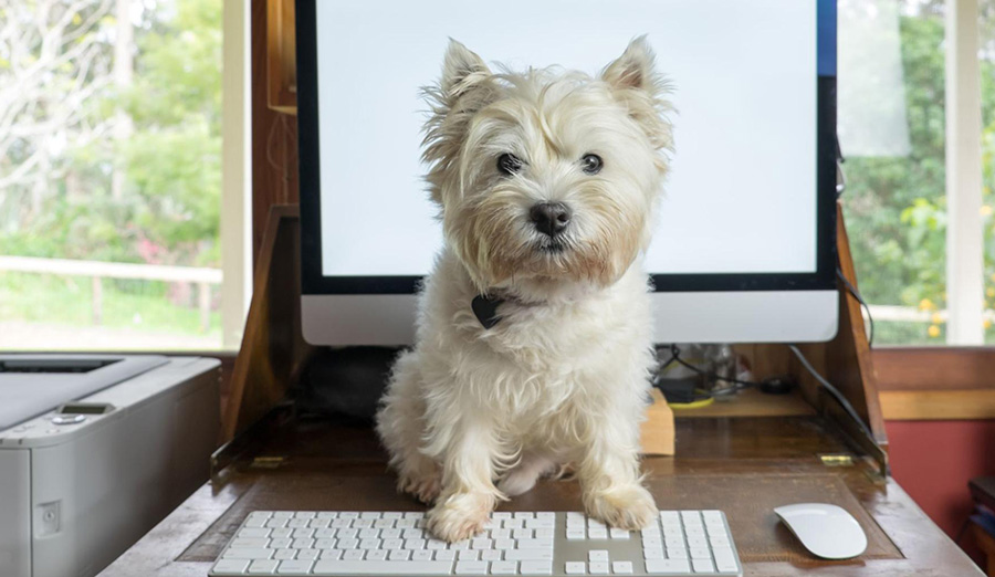 Cute white dog standing on a computer keyboard at the office