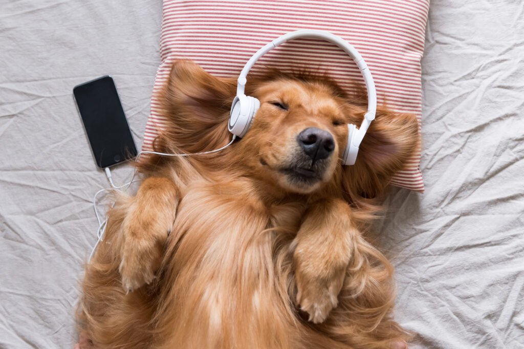 Songs that hot sale relax dogs