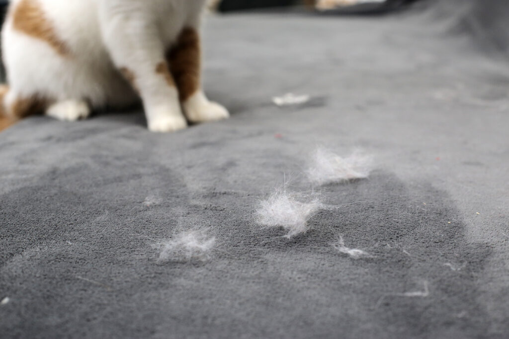 How to Remove Pet Hair From Furniture The Savvy Sitter