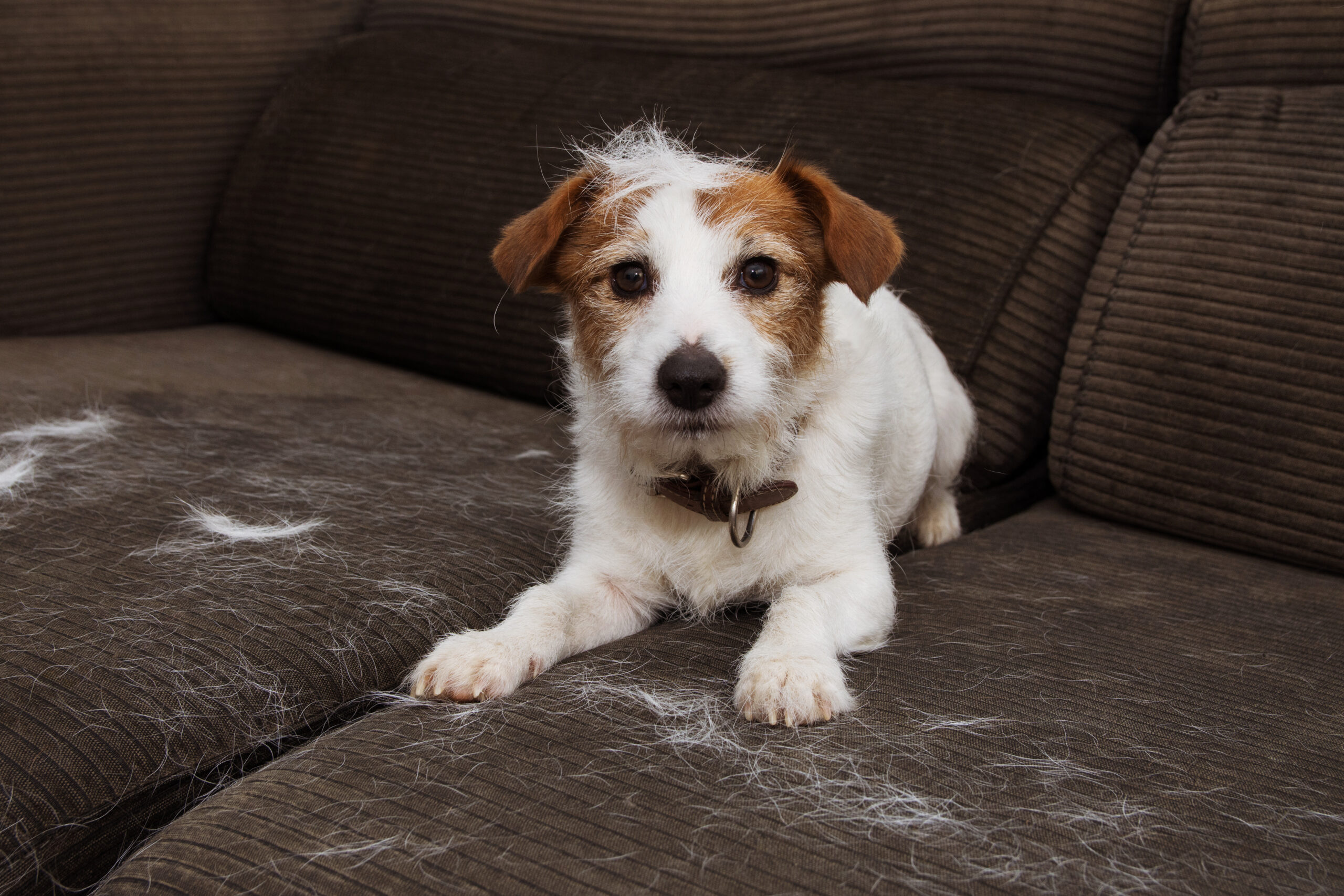 Removing dog hair from hot sale couch