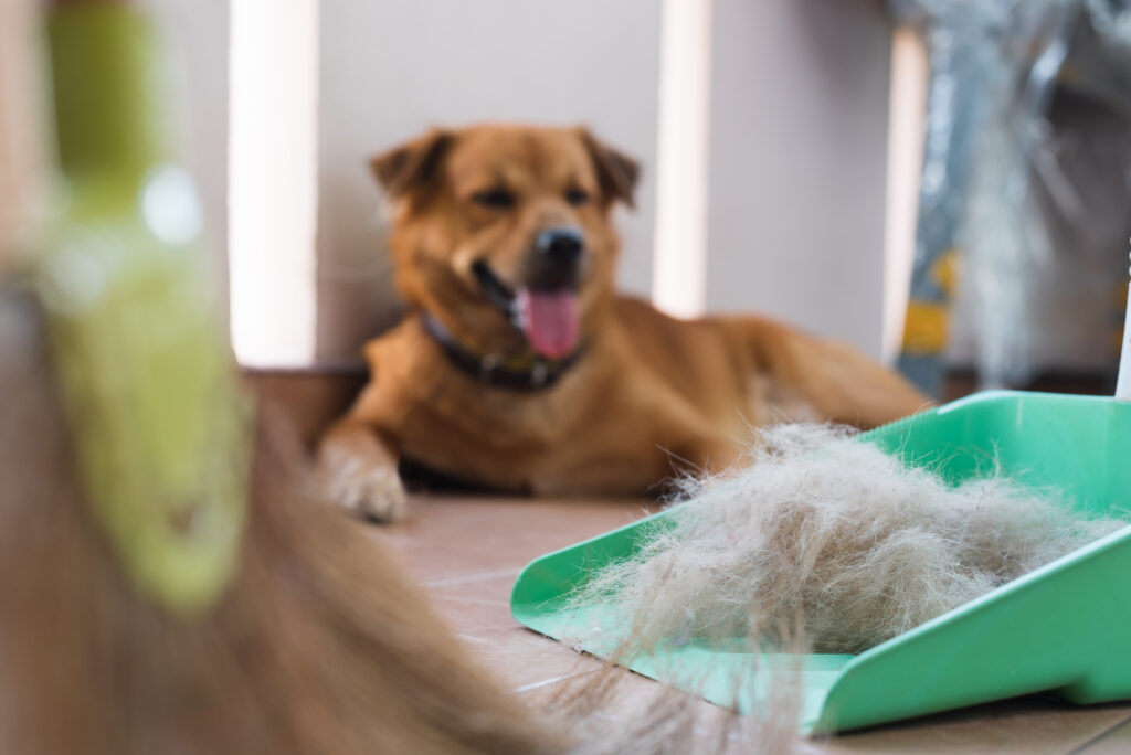 Spray to keep dog hair clearance off furniture