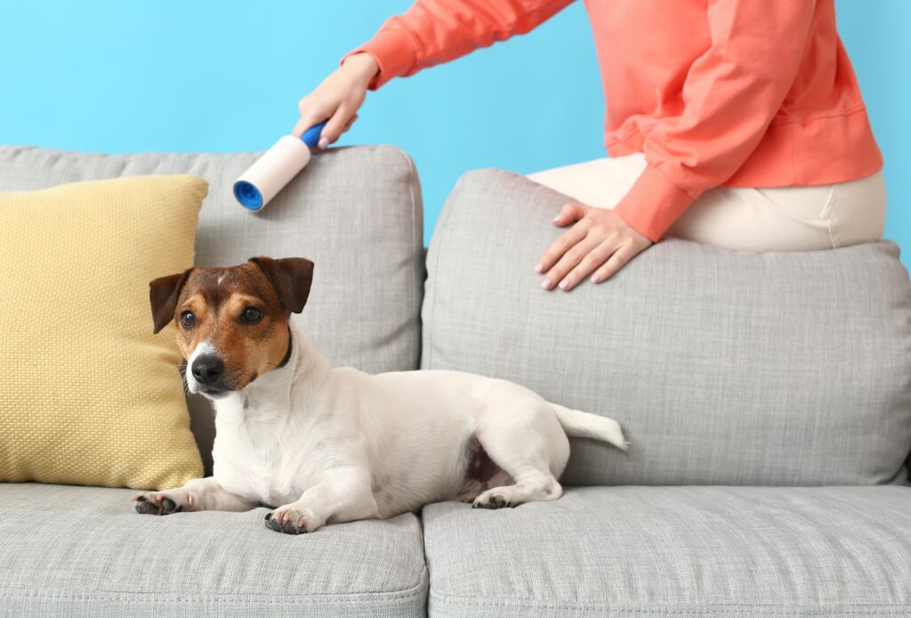 Brush to get outlet pet hair off furniture