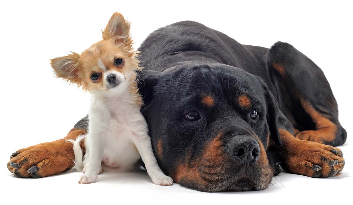 Raising Large vs Small Dog Breeds