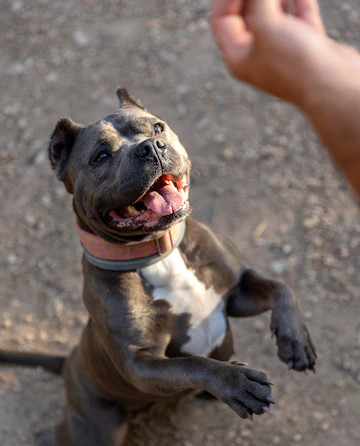 large vs small dog training